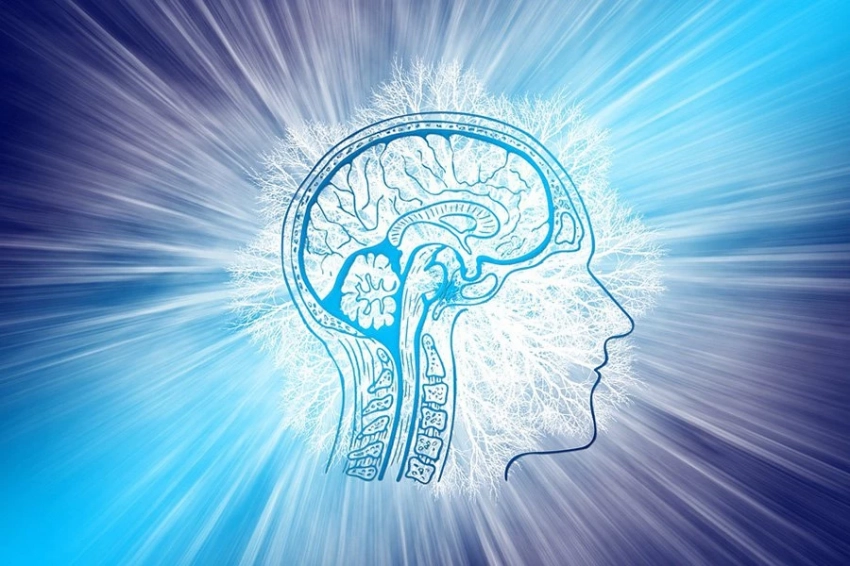 Исследователи обнаружили новые правила связей в зрительной сети мозга