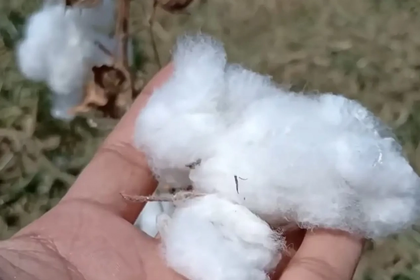 В Николаевской области приступили к выращиванию «порохового» хлопка на «демо-полях»