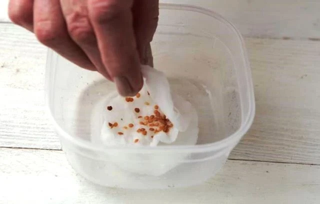 Как замачивать семена перед посадкой: топ проверенных способов для крепкой рассады и богатого урожая