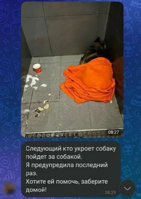 Основатель "Додо Пиццы" Фёдор Овчинников после скандала с курьером, который помог бездомной собаке, сообщил, что вся сеть станет pet-friendly